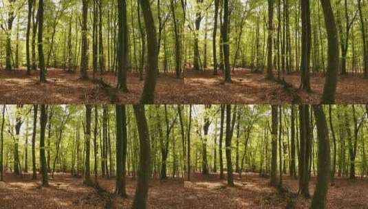 树 树木 森林 树林 漂亮 绿色高清在线视频素材下载