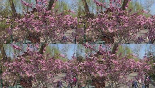 济南护城河边粉红色桃花特写高清在线视频素材下载