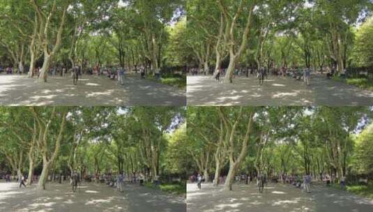 上海鲁迅公园4K实拍高清在线视频素材下载