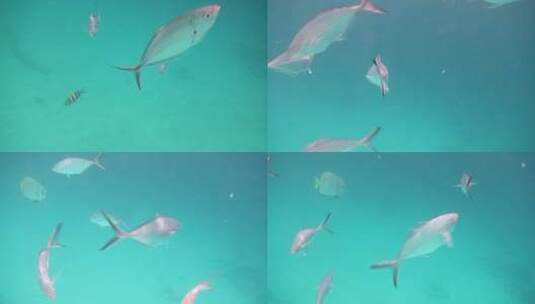 马来西亚仙本那海底鱼类高清在线视频素材下载