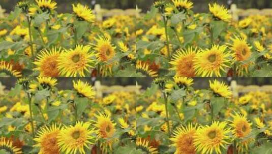 花丛里的向日葵高清在线视频素材下载