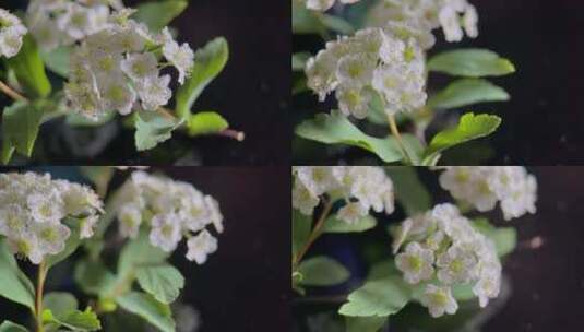 鲜花摄影微距铁线菊高清在线视频素材下载