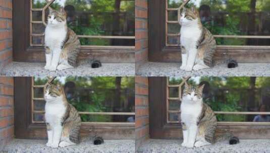 猫在农家院窗台上高清在线视频素材下载