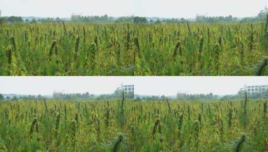 农村种植芝麻作物4k视频有机芝麻高清在线视频素材下载