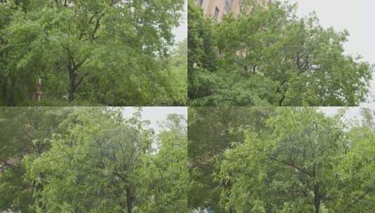 大风下雨树叶被吹动高清在线视频素材下载