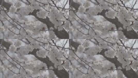 杏花绽放LOG视频素材高清在线视频素材下载