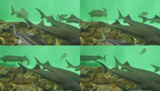 【镜头合集】俄罗斯鲟鱼中华鲟保护动物高清在线视频素材下载