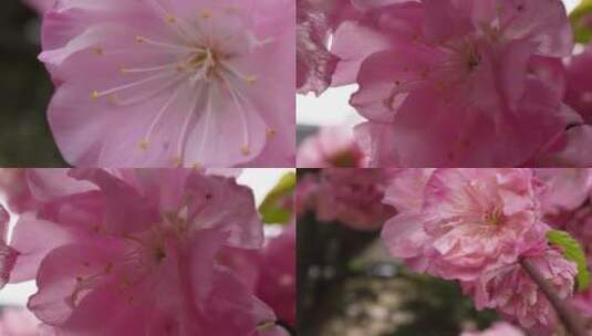 【镜头合集】微距粉色桃花花蕊高清在线视频素材下载