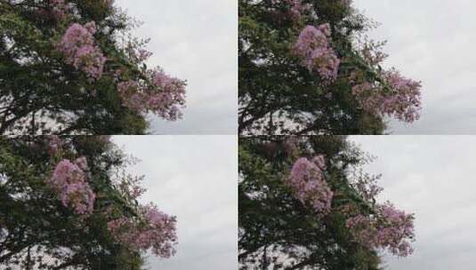 实拍紫薇花鲜花花朵高清在线视频素材下载