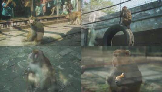 【原创】动物园里玩耍的猴子与游客互动合集高清在线视频素材下载
