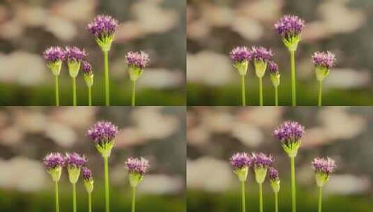 高山野葱开花高清在线视频素材下载