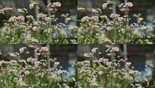 野花  花丛 花圃 小区绿化一角高清在线视频素材下载