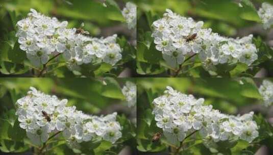 山楂花与蜜蜂采蜜特写视频高清在线视频素材下载