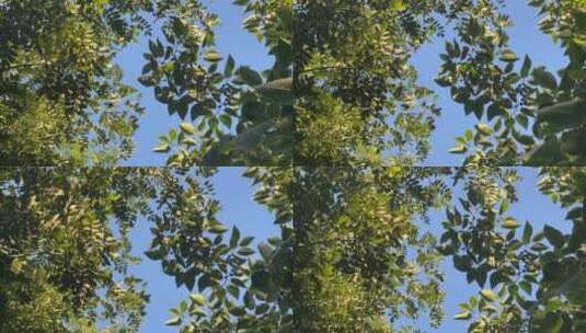 夏日阳光透过树叶高清在线视频素材下载