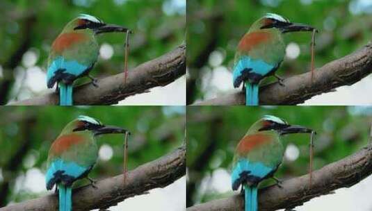 蓝色的小鸟在树枝上高清在线视频素材下载