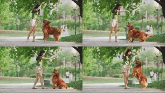 宠物金毛犬和长发美女主人在公园玩耍狗跳跃高清在线视频素材下载