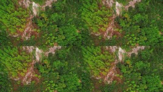 森林航拍的特写镜头高清在线视频素材下载