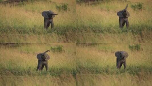 小象在大草原玩耍高清在线视频素材下载