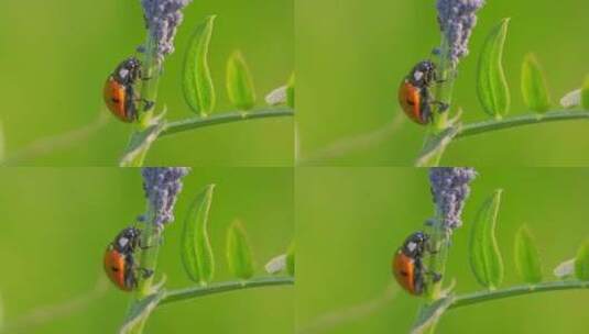 瓢虫甲虫坐在蚜虫附近的植物茎上高清在线视频素材下载