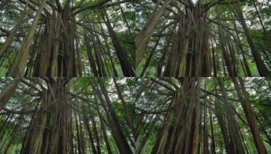 独树成林榕树根须气根树根高清在线视频素材下载