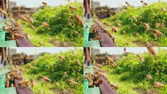 一群蜜蜂在养蜂场飞舞的慢镜头高清在线视频素材下载