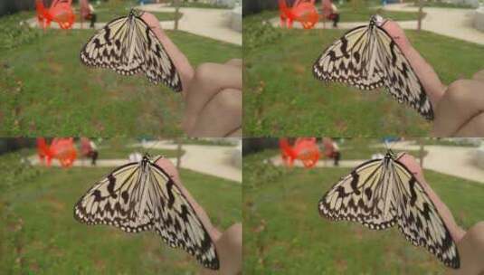 温暖美丽蝴蝶高清在线视频素材下载