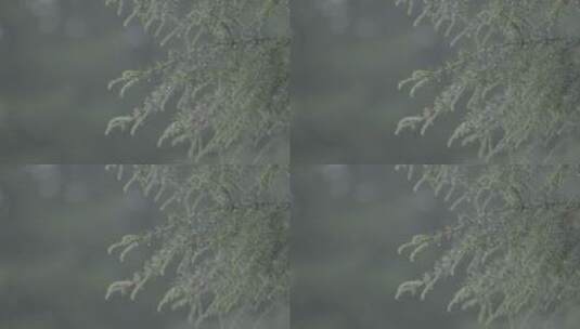 雨季 松柏 季节 森林高清在线视频素材下载
