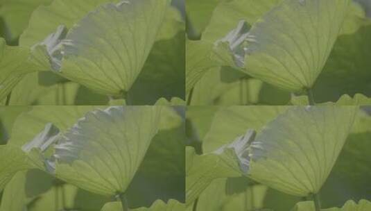 荷花空镜高清在线视频素材下载