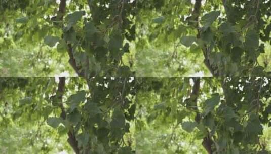 树叶被风吹动空镜高清在线视频素材下载