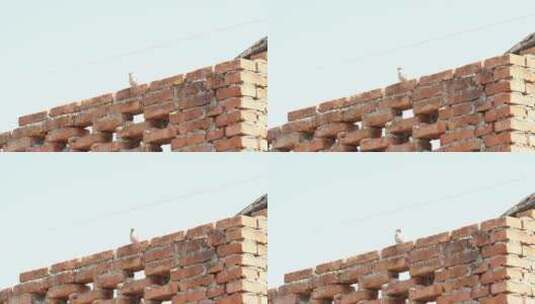 初春东北围墙上的鸟类高清在线视频素材下载