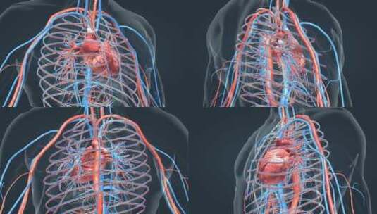 心脏动画人体器官心血管系统医学动画高清在线视频素材下载