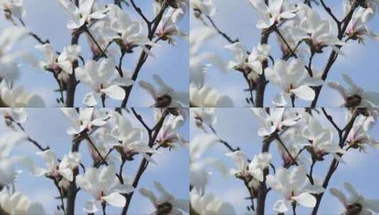 美丽的白色春天木兰花在户外绽放高清在线视频素材下载