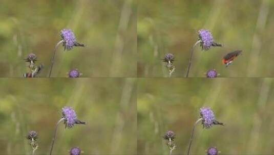 停留在花朵上的蝴蝶和蜜蜂高清在线视频素材下载