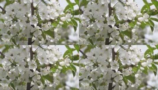 树枝上开满白色小花高清在线视频素材下载