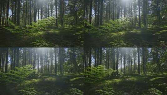 阳光透过茂密的树木高清在线视频素材下载