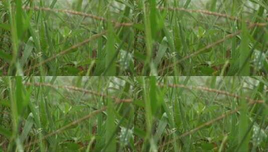 在草丛中伪装的蝗虫高清在线视频素材下载