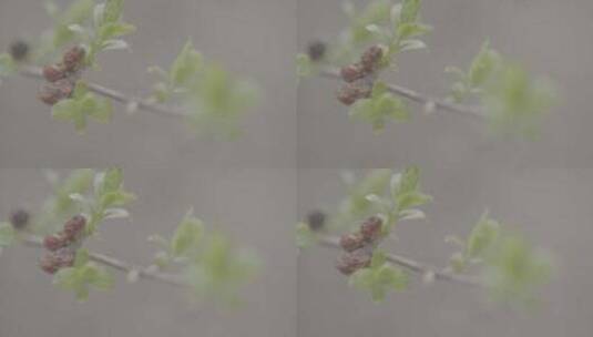 春天植物的嫩芽LOG高清在线视频素材下载
