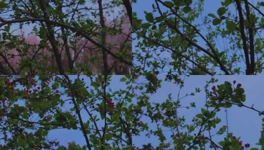 春季枝头含苞待放的海棠花高清在线视频素材下载