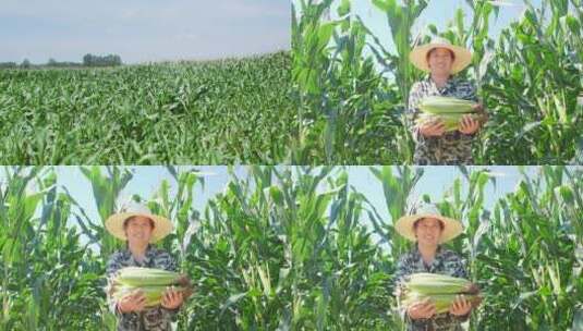 玉米种植基地高清在线视频素材下载