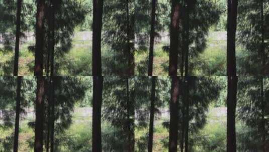 树木缝隙白色车驶过高清在线视频素材下载