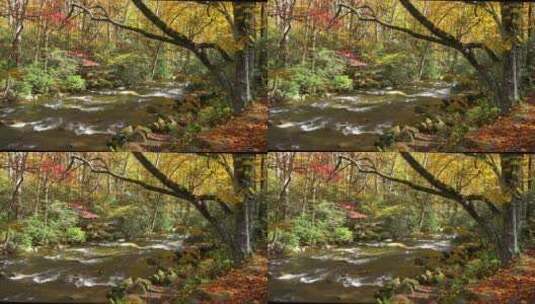 树林里的小溪高清在线视频素材下载