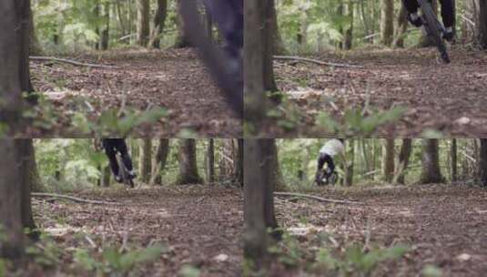 骑着自行车经过森林小路高清在线视频素材下载