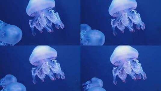 海洋里透明的水母高清在线视频素材下载
