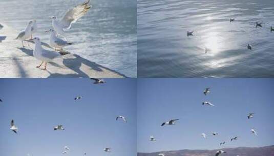 一群海鸥飞翔多组镜头高清在线视频素材下载
