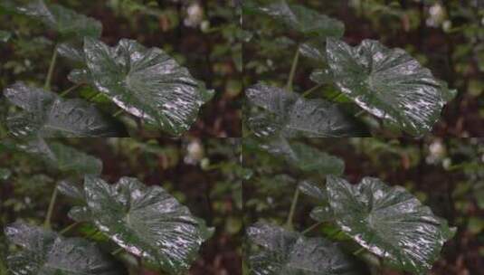 4K唯美雨景-森林景观雨滴落在植物叶片空镜高清在线视频素材下载