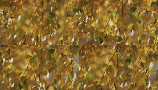 秋天摇曳的枯黄树叶高清在线视频素材下载