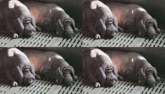 黑猪养殖 规模化养殖高清在线视频素材下载