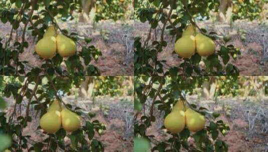 柚子沙田柚水果成熟高清在线视频素材下载