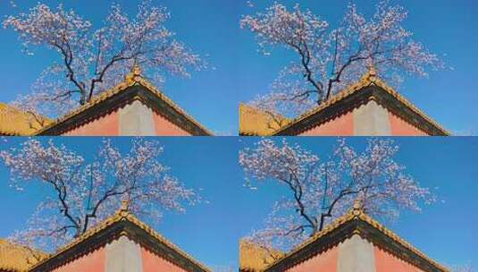 北京故宫紫禁城春天春季盛开的杏花高清在线视频素材下载