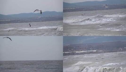 大风天大海上迎风飞翔的海鸥海鸟慢镜头合集高清在线视频素材下载